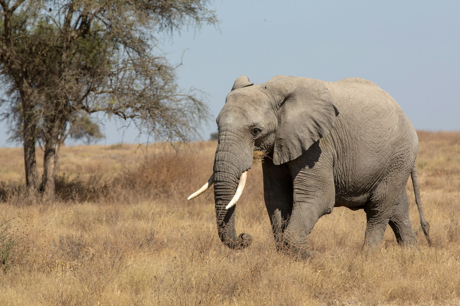 gray elephant near tree during day