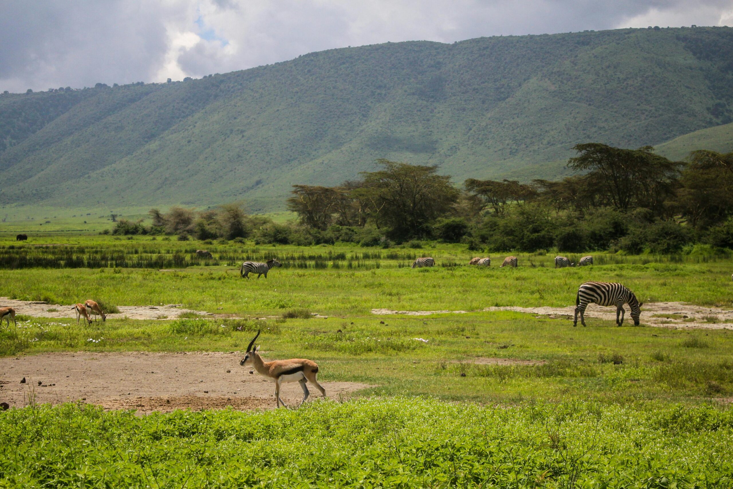 gray elephant near tree during day