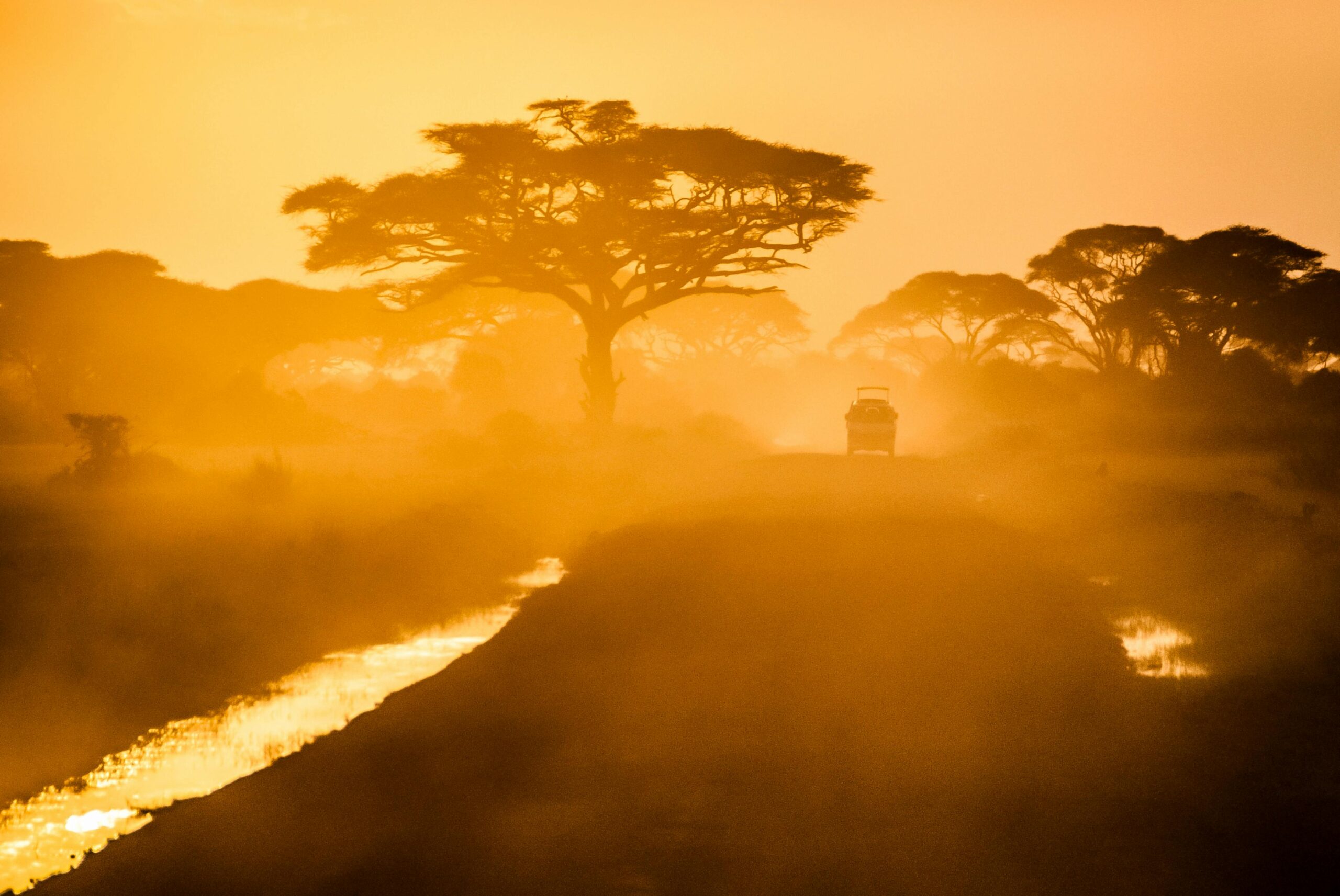 gray elephant near tree during day